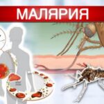 Эпидемиологическая ситуация по малярии и меры профилактики