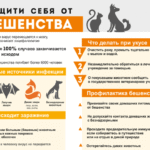 Защити себя от бешенства