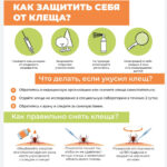 Как защитить себя от клеща