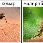 Как предотвратить малярию