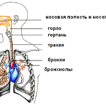Дыхательная система