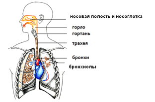 Дыхательная система