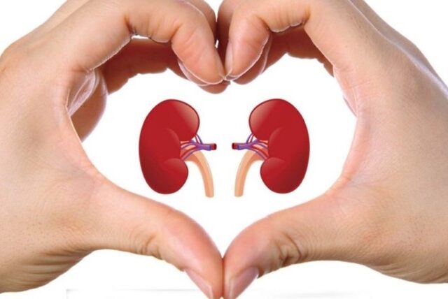 Всемирный день почки Как сохранить здоровье «главного фильтра» организма?